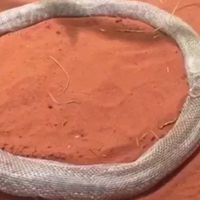 Python stellt sich mit eigener Haut eine tödliche Falle