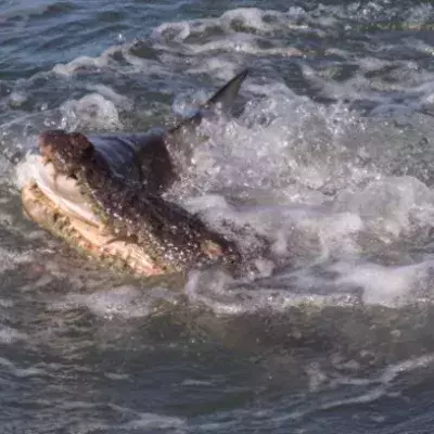 Ein Hai und ein Krokodil kämpfen erbittert um einen toten Fisch