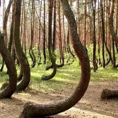 Krzywy Las: Der gekrümmte Wald lockt die Touristen nach Polen