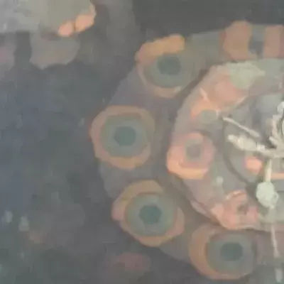 Fukushima: Roboter filmt erstmals Brennelemente