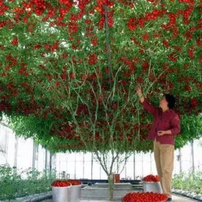 Octopus Tomato Tree: Die Pflanze, die alle Rekorde bricht