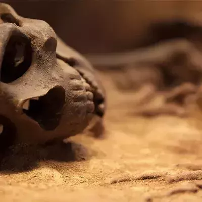 11.500 Jahre altes Mädchen gibt Aufschluss über erste amerikanische Vorfahren