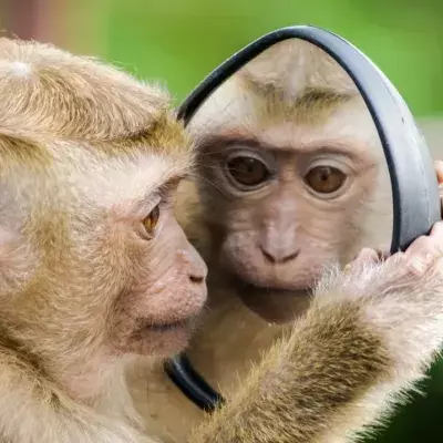 Affe betrachtet sein Spiegelbild