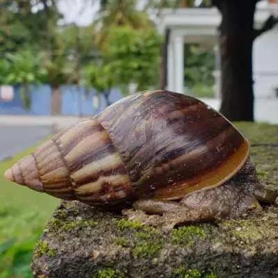 Afrikanische Riesenschnecke