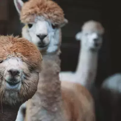 Alpacas können zur Heilung von Corona beitragen