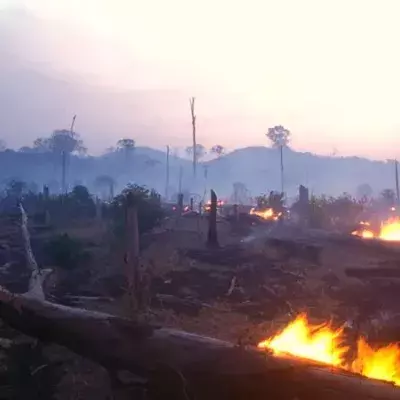 Amazonas in Flammen