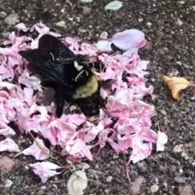 Ameisen ehren tote Hummel