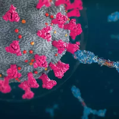 Antibodies attacking coronavirus particle