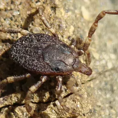 Beim Spaziergang im Wald ist Vorsicht geboten