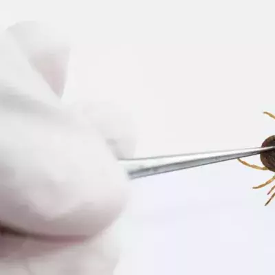 Biss dieser Zecke programmiert euer Immunsystem neu