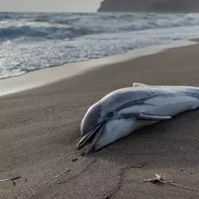 Brutales Delfinsterben in Florida: Für Hinweise gibt es 20.000 Dollar Belohnung