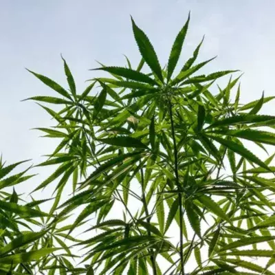 Cannabis könnte ernsthafte Krankheiten heilen