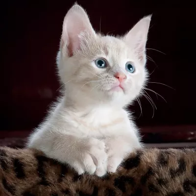 cat, chaton, animal de compagnie, kitty, nature, jeune chat, animal, chat domestique, félin, mammifère, mignonne, adorable, portrait, portrait de chat