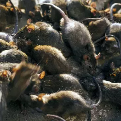 Darum fressen sich Ratten gegenseitig in der Corona-Krise.