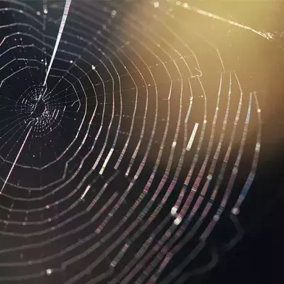 Darum ist Spinnenseide fünfmal solider als Stahl