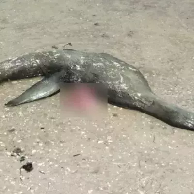 Loch Ness lässt grüßen: Seltsame Kreatur am Strand angespült