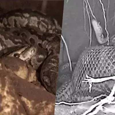 Erstmals beobachtet: Python mit Mutterinstinkt