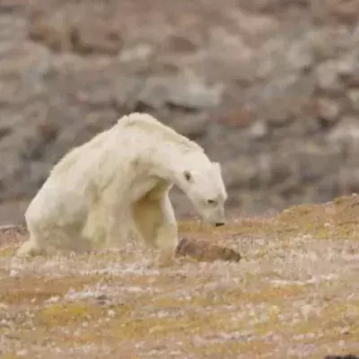 Dramatisches Eisbär-Video zeigt, wie es um die Tierart bestellt ist