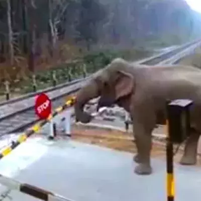 Wenn ein Elefant einen Bahnübergang überqueren will