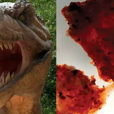 Schwangerer T-Rex mit DNA-Spuren entdeckt