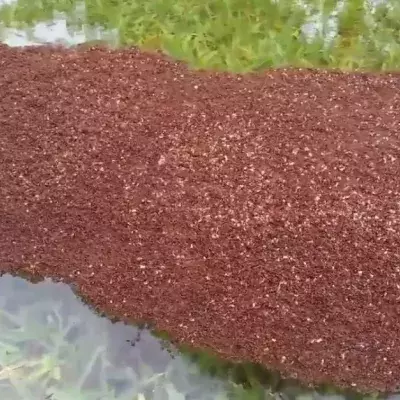 Sie entdecken diese schwimmende Insel. Dann erst begreifen sie die Gefahr, die sich darin verbirgt!