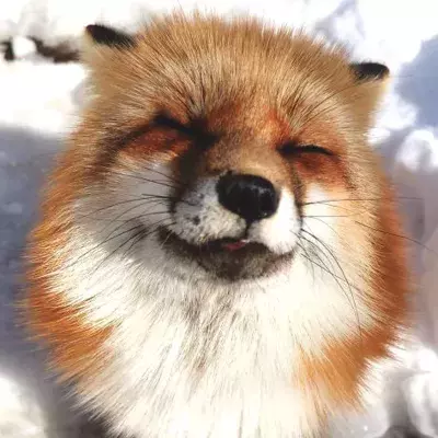 Zao Fox Village: Wenn Füchse die Scheu vor dem Menschen verlieren