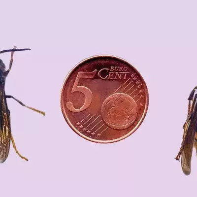 Asiatische Riesenhornisse erobert Europa