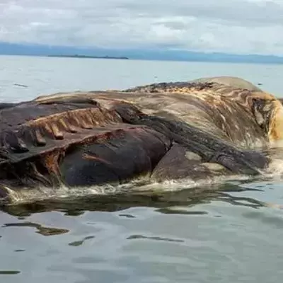 Indonesien: Seltsame Kreatur am Strand angespült