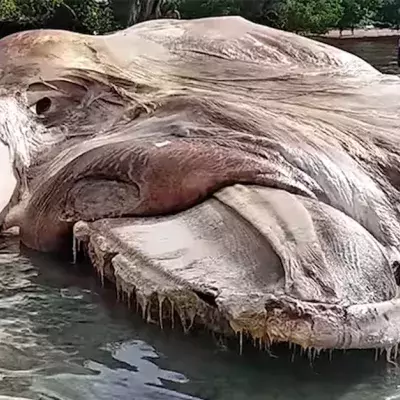 Eine riesige Meereskreatur wird in Indonesion auf den Strand gespült