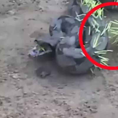 Schlange sucht sich das falsche Opfer aus: Nach der Attacke ist sie komplett verändert (Video)