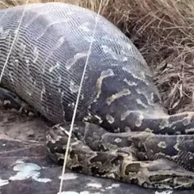 Dieser Python hätte niemals eine solche Beute verschlingen sollen