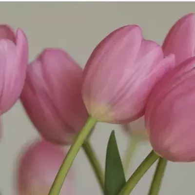 Tulpen: Schnittblumen länger frisch halten