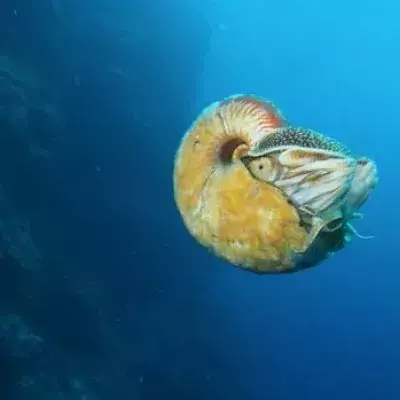 Das erste Mal nach über 30 Jahren wurde dieser äußerst seltene Nautilus in Papua-Neuguinea gesichtet