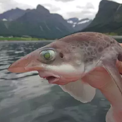 Grausame Natur: So gruselig können Tiere aussehen!