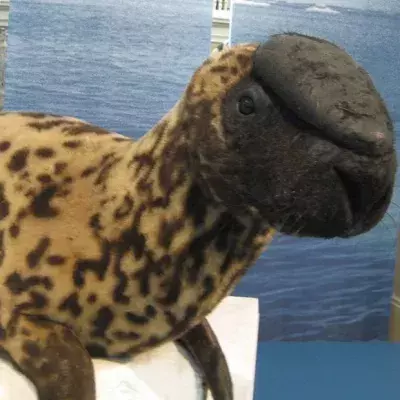 Diese erstaunlich aussehenden Tierarten könnten noch vor dem Menschen verschwinden