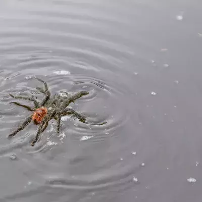 Auch Riesenspinnen können schwimmen: Das beweist dieses Video