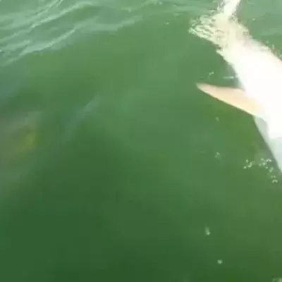 Hai wird von einem monströsen Fisch in nur einem Bissen aufgefressen