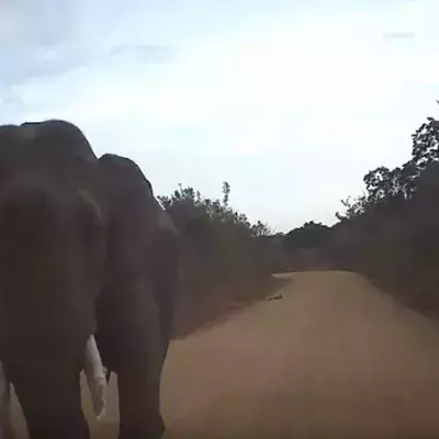 Safari-Jeep nähert sich einem Elefanten: Plötzlich greift das Tier an