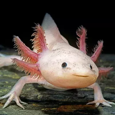 Der Axolotl kann sich selbst heilen