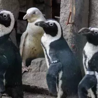 Diese Pinguine sprechen wie Menschen