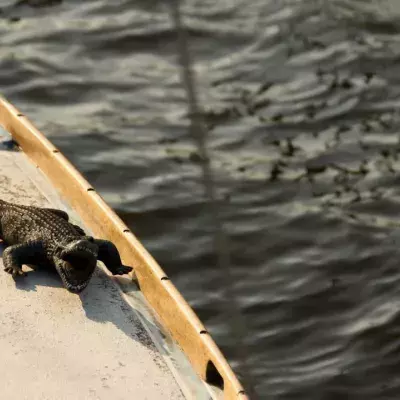 Ein Alligator auf einem weißen Boot