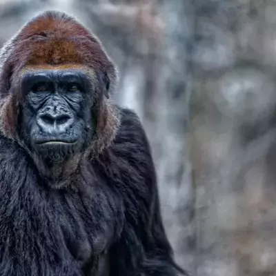 Ein Gorilla im Zoo von San Diego