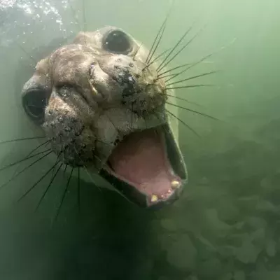 Ein See-Elefant mit Jagdlust