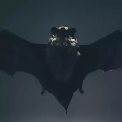 Eine Fledermaus im Flug