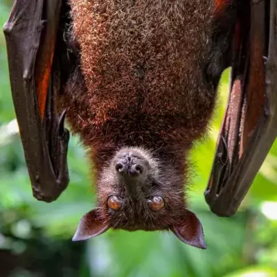 Eine kopfüberhängende Fledermaus im Zoo von Singapur