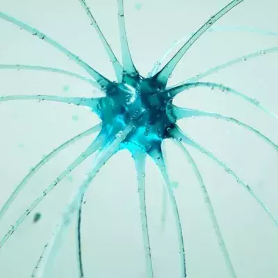 Eine Neuronenzelle