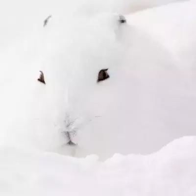 Eine optische Täuschung macht auf TikTok die Runde.