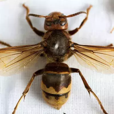 Entdeckung einer 100 Millionen Jahre alten Biene in Bernstein