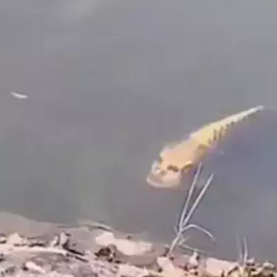 Fisch mit "menschlichem Gesicht" gruselt das Internet