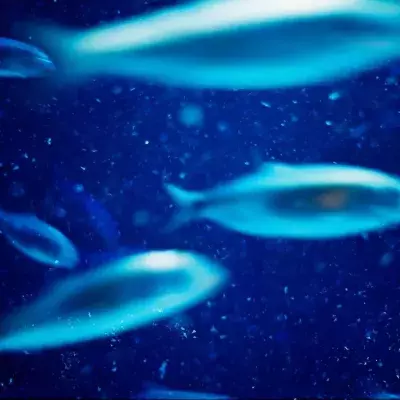 Fisch, Tiefsee, laufender Fisch
